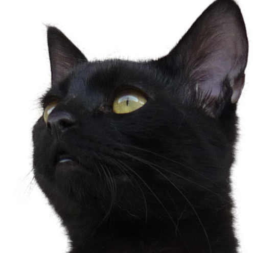 black cat