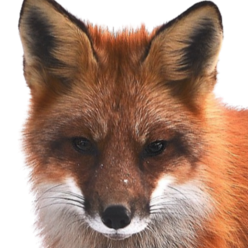 red fox